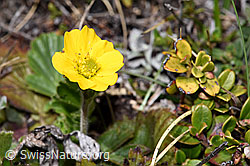 Gemeine Berg-Nelkenwurz (Geum montanum) (F241892) Gemeine Berg-Nelkenwurz (Geum montanum) (F241892)