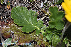 Gemeine Berg-Nelkenwurz (Geum montanum) (F241894) Gemeine Berg-Nelkenwurz (Geum montanum) (F241894)