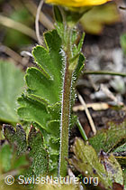 Gemeine Berg-Nelkenwurz (Geum montanum) (F241895) Gemeine Berg-Nelkenwurz (Geum montanum) (F241895)
