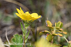 Gemeine Berg-Nelkenwurz (Geum montanum) (F241897) Gemeine Berg-Nelkenwurz (Geum montanum) (F241897)