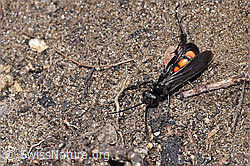 Frühlings-Wegwespe (Anoplius viaticus) (F241916)