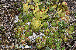 Spinnweb-Hauswurz (Sempervivum arachnoideum) (F241948) Spinnweb-Hauswurz (Sempervivum arachnoideum) (F241948)