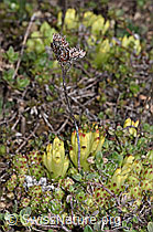 Spinnweb-Hauswurz (Sempervivum arachnoideum) (F241953) Spinnweb-Hauswurz (Sempervivum arachnoideum) (F241953)