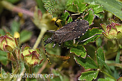 Dicranocephalus medius (Wolfsmilchwanze) (F241974) Dicranocephalus medius (Wolfsmilchwanze) (F241974)