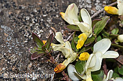 Buchsblättrige Kreuzblume (Polygala Chamaebuxus) (F242023)