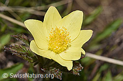 Schwefel-Anemone (Pulsatilla alpina ssp. apiifolia) (F242025) Schwefel-Anemone (Pulsatilla alpina ssp. apiifolia) (F242025)
