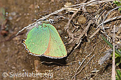 Callophrys rubi (F242026)