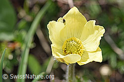 Schwefel-Anemone (Pulsatilla alpina ssp. apiifolia) (F242031) Schwefel-Anemone (Pulsatilla alpina ssp. apiifolia) (F242031)