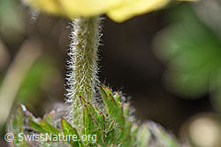 Schwefel-Anemone (Pulsatilla alpina ssp. apiifolia) (F242032) Schwefel-Anemone (Pulsatilla alpina ssp. apiifolia) (F242032)