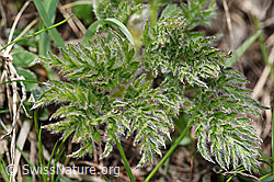 Schwefel-Anemone (Pulsatilla alpina ssp. apiifolia) (F242033) Schwefel-Anemone (Pulsatilla alpina ssp. apiifolia) (F242033)