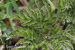 Schwefel-Anemone (Pulsatilla alpina ssp. apiifolia) (F242035) Schwefel-Anemone (Pulsatilla alpina ssp. apiifolia) (F242035)