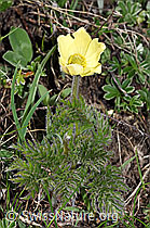 Schwefel-Anemone (Pulsatilla alpina ssp. apiifolia) (F242037) Schwefel-Anemone (Pulsatilla alpina ssp. apiifolia) (F242037)