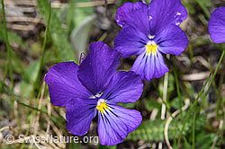 Langsporniges Stiefmütterchen (Viola calcarata) (F242049) Langsporniges Stiefmütterchen (Viola calcarata) (F242049)