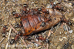 Blutrote Raubameisen (Formica sanguinea) (F242059) Blutrote Raubameisen (Formica sanguinea) (F242059)