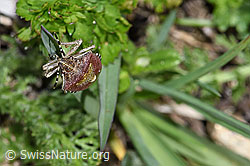 Beerenwanze (Dolycoris baccarum) (F242086) Beerenwanze (Dolycoris baccarum) (F242086)