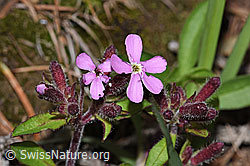 Rotes Seifenkraut (Saponaria ocymoides) (F242092) Rotes Seifenkraut (Saponaria ocymoides) (F242092)