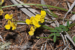 Schopfiger Hufeisenklee (Hippocrepis comosa) (F242103) Schopfiger Hufeisenklee (Hippocrepis comosa) (F242103)