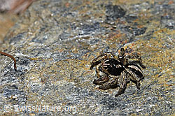 Aelurillus v-insignitus (F242118)