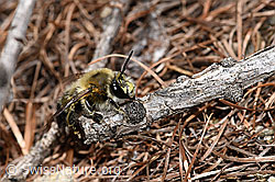 Gebänderte Pelzbiene (Anthophora aestivalis) (F242128)