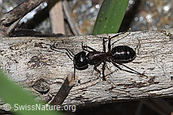 Braunschwarze Rossameise (Camponotus ligniperda) (F242141)
