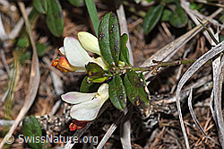 Buchsblättrige Kreuzblume (Polygala Chamaebuxus) (F242147) Buchsblättrige Kreuzblume (Polygala Chamaebuxus) (F242147)
