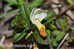 Buchsblättrige Kreuzblume (Polygala Chamaebuxus) (F242148) Buchsblättrige Kreuzblume (Polygala Chamaebuxus) (F242148)