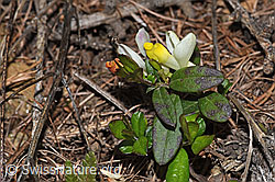 Buchsblättrige Kreuzblume (Polygala Chamaebuxus) (F242149) Buchsblättrige Kreuzblume (Polygala Chamaebuxus) (F242149)