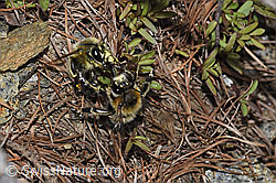 Gebänderte Pelzbienen (Anthophora aestivalis) (F242152)