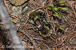 Gebänderte Pelzbiene (Anthophora aestivalis) (F242153)