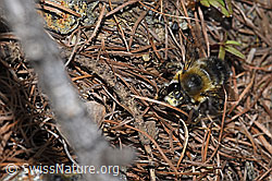 Gebänderte Pelzbiene (Anthophora aestivalis) (F242154)