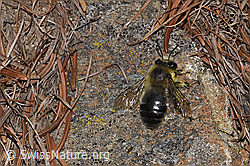 Gebänderte Pelzbiene (Anthophora aestivalis) (F242155)