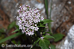 Dreiblatt-Baldrian (Valerina tripteris) (F242162)