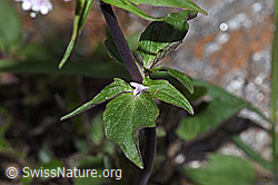 Dreiblatt-Baldrian (Valerina tripteris) (F242163)