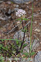 Dreiblatt-Baldrian (Valerina tripteris) (F242164)