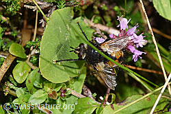 Nowickia ferox (Raupenfliege) (23.07.2023, F253146)
