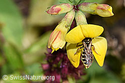 Foto: Gewöhnliche Goldfurchenbiene (Halictus tumulorum) auf Gewöhnlichem Hornklee (Lotus corniculatus)