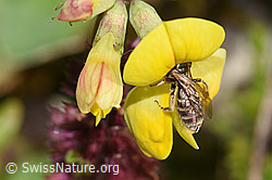 Foto: Gewöhnliche Goldfurchenbiene (Halictus tumulorum) auf Gewöhnlichem Hornklee (Lotus corniculatus)