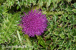 Foto: Stängellose Kratzdistel (Cirsium acaule)