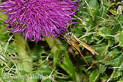 Foto: Braunkolbiger Braundickkopffalter (Thymelicus sylvestris) an Stängelloser Kratzdistel (Cirsium acaule)