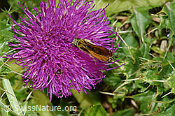 Braunkolbiger Braundickkopffalter (Thymelicus sylvestris) an Stängelloser Kratzdistel (Cirsium acaule) (F253158) Braunkolbiger Braundickkopffalter (Thymelicus sylvestris) an Stängelloser Kratzdistel (Cirsium acaule) (F253158)