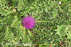 Stängellose Kratzdistel (Cirsium acaule) (F253159) Stängellose Kratzdistel (Cirsium acaule) (F253159)