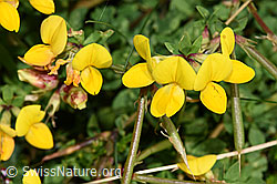 Gewöhnlicher Hornklee (Lotus corniculatus) (F253162)