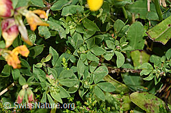 Gewöhnlicher Hornklee (Lotus corniculatus) (F253163)