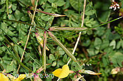 Gewöhnlicher Hornklee (Lotus corniculatus) (F253164)