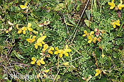 Gewöhnlicher Hornklee (Lotus corniculatus) (F253165)