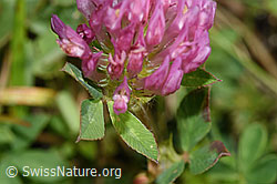 Rot-Klee (Trifolium pratense) (F253169) Rot-Klee (Trifolium pratense) (F253169)