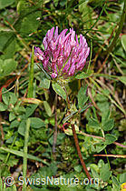 Rot-Klee (Trifolium pratense) (F253171) Rot-Klee (Trifolium pratense) (F253171)