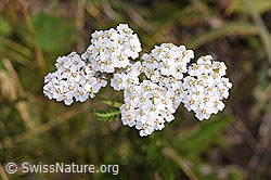 Foto: Gemeine Schafgarbe (Achillea millefolium)