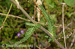 Foto: Gemeine Schafgarbe (Achillea millefolium)