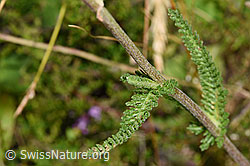 Foto: Gemeine Schafgarbe (Achillea millefolium)